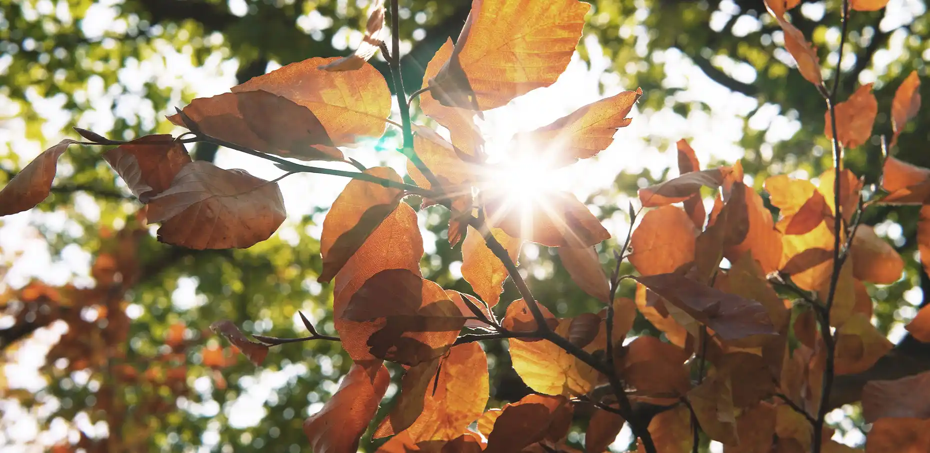 Baumbestattung in Flensburg und der Umgebung
